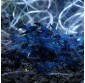 Gamba Neocaridina Azul "BLUE VELVET"