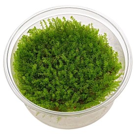 Musgo Plagiomnium Affine (Pearl Moss)