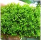 Musgo Riccardia Chamedryfolia " Mini Pellia"