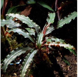 Bucephalandra Velvet