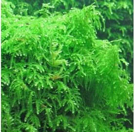Musgo Lloron (Weeping Moss) , Vesicularia Ferriei