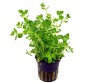 Rotala sp Green