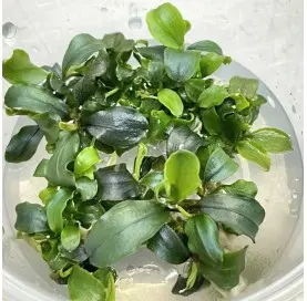 Bucephalandra Green In Vitro