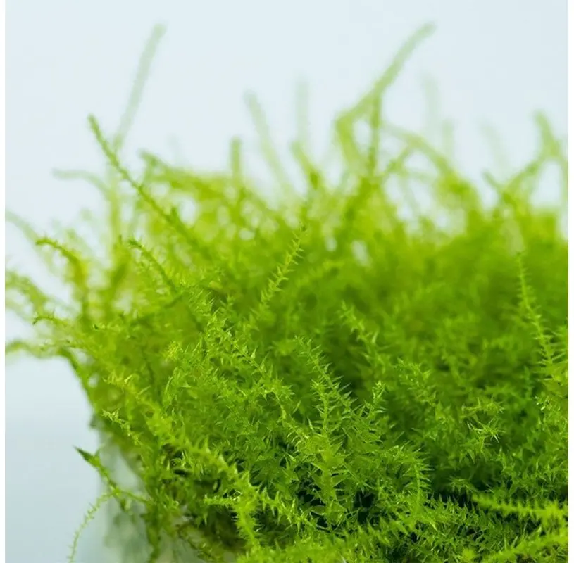 Musgo Leptodictyum Riparium "Stringy Moss"