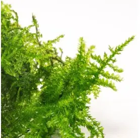 Musgo Vesicularia Anchor Moss
