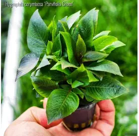 Hygrophila Corymbosa Parvifolia Green
