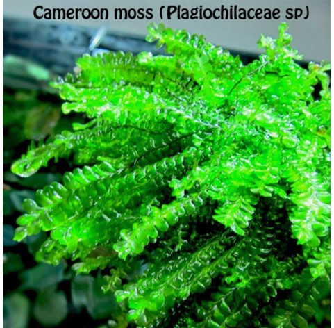 Musgo de Camerún (Cameroon moss) , Plagiochilaceae sp