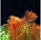 Myriophyllum Matogrossense Red