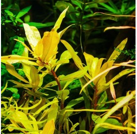 Nesaea pedicellata "Golden"