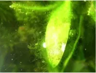 filamentosa verde rodophyta