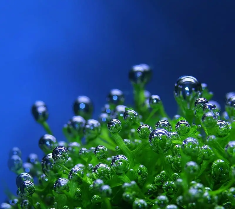 burbujas en planta