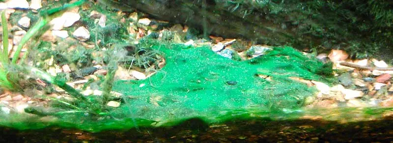 alga cianobacteria