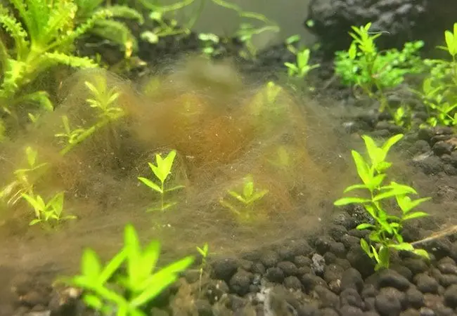 alga marron filamentosa diatomea