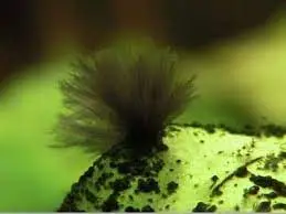 alga pincel rodophytas