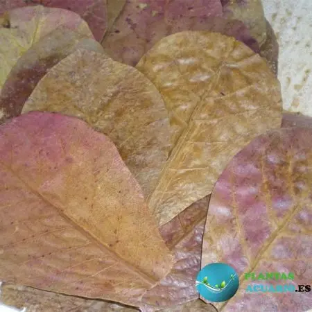 hojas de catappa