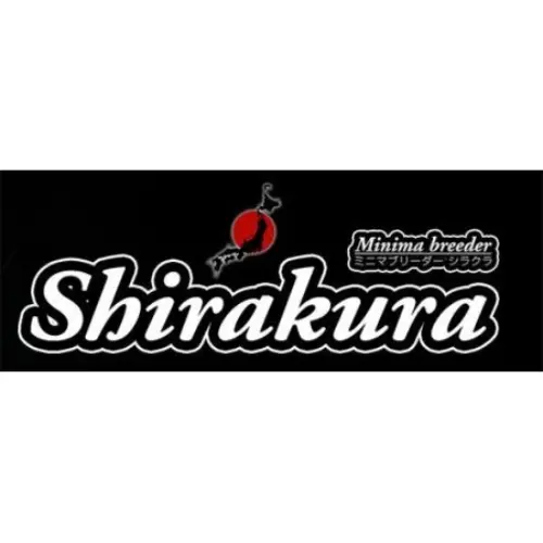 Shirakura