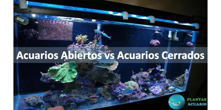 Acuarios Abiertos vs Acuarios Cerrados