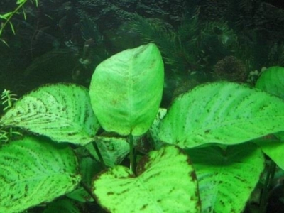 Evitar las algas en el acuario: Tipos comunes de algas y consejos prácticos