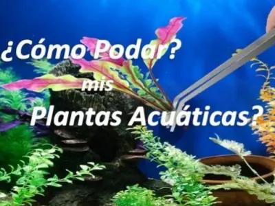 ¿Cómo Podar mis Plantas Acuáticas?