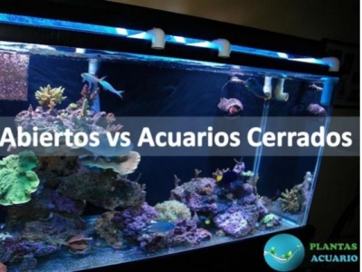 Acuarios Abiertos vs Acuarios Cerrados